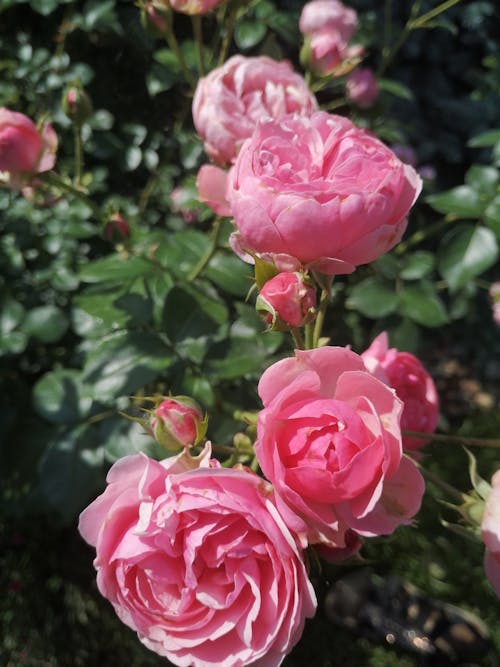 Free Close-Up Shot of a Pink Roses in Bloom Stock Photo