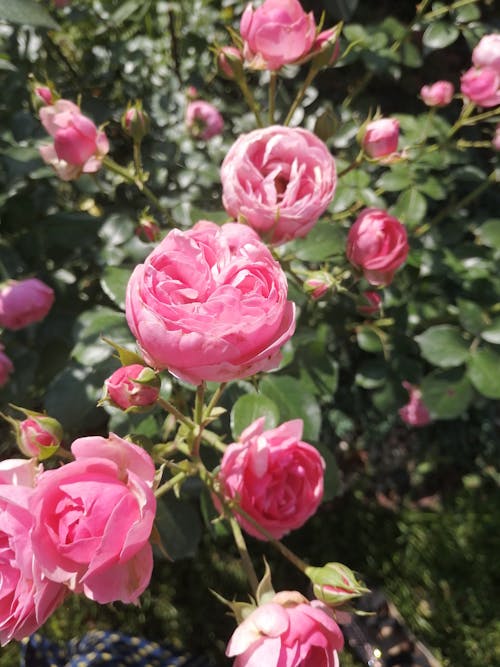 Free Close-Up Shot of a Pink Roses in Bloom Stock Photo