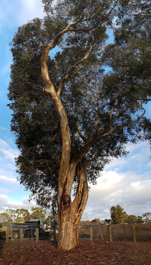 ağaç gövdesi, Avustralya, okaliptüs içeren Ücretsiz stok fotoğraf