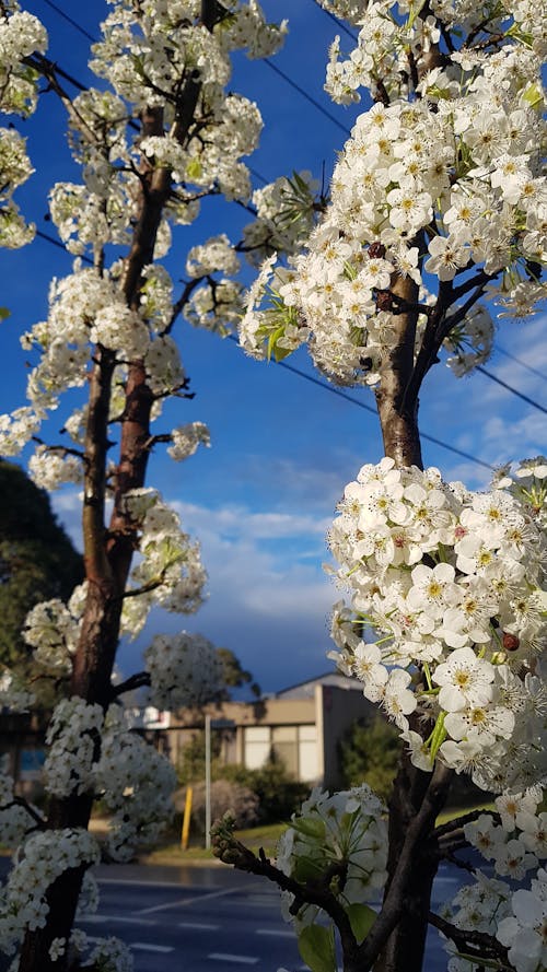 Bahar çiçekleri, banliyö içeren Ücretsiz stok fotoğraf