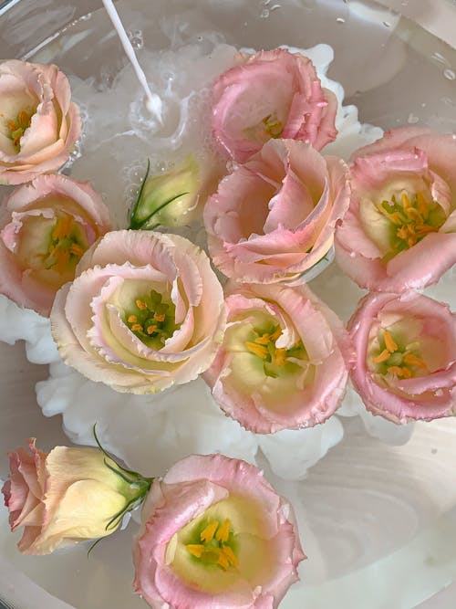 ガラス容器, トルコギキョウ, ピンクの花の無料の写真素材