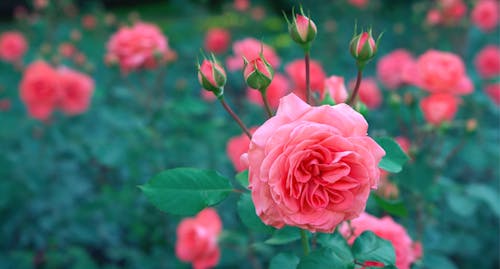 1000 Beautiful Rose Flower Photos Pexels Free Stock Photos