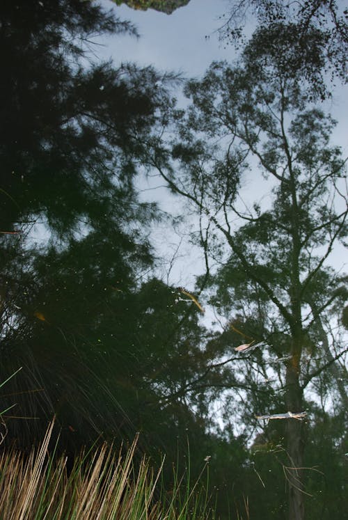 Gratis lagerfoto af dam, eukalyptus, lodret skud