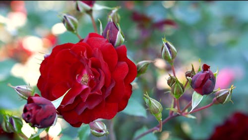 Základová fotografie zdarma na téma červená kytka, krásné květiny, přírodní park