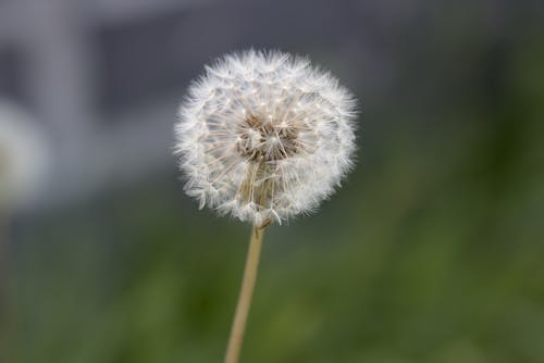 Close-Up Shot of a Dandelion in Bloom