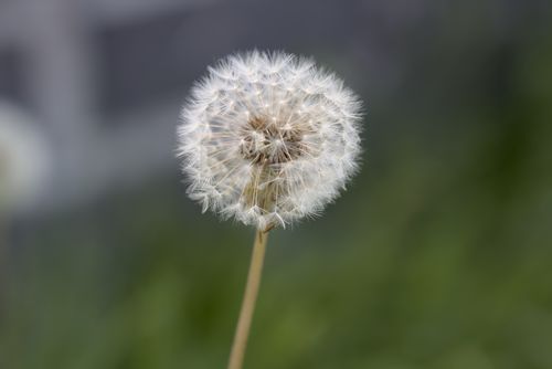 Free Capture of a dandelion seed head against a blurred natural background. Stock Photo