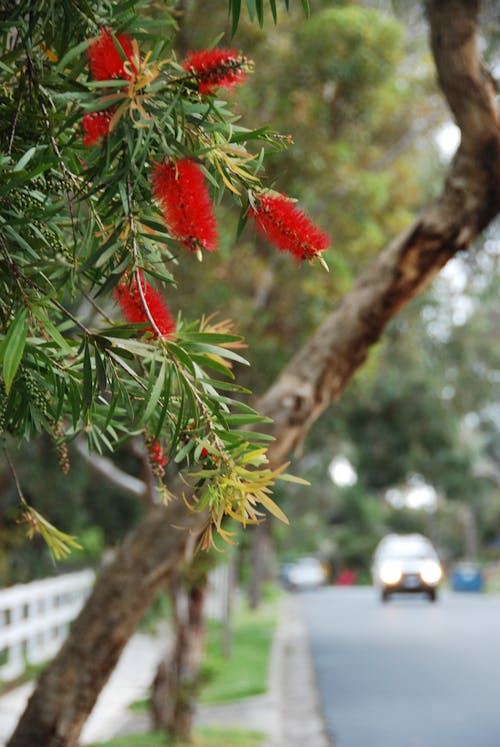 banksia, sokak ağacı içeren Ücretsiz stok fotoğraf