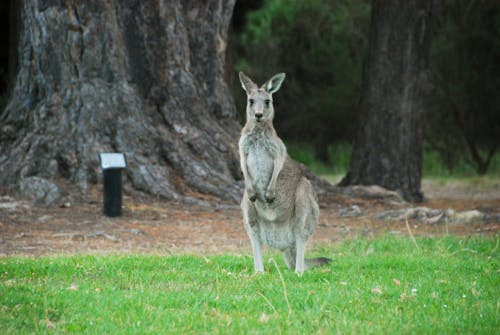 kanguru içeren Ücretsiz stok fotoğraf