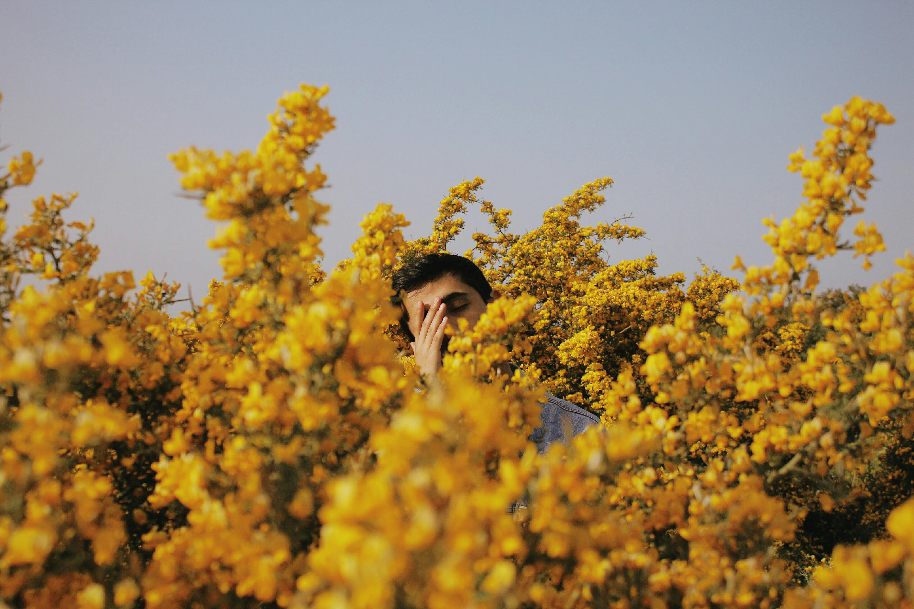 A serene scene of a man surrounded by blooming yellow flowers under a clear sky in Tangier, Morocco.