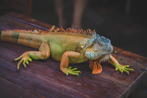 Green Iguana On Brown Wooden Table