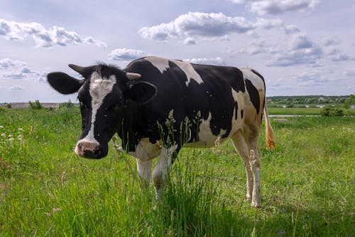 下田, 動物, 牛 的 免费素材图片