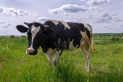 Free A black and white Holstein cow stands in a sunny, green pasture under a cloudy sky. Stock Photo