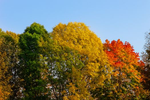 Colorful autumn trees displaying vibrant leaves under a clear blue sky.