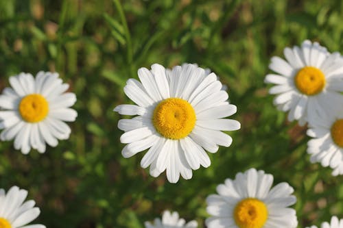 Oxeye Daisies in Full Bloom