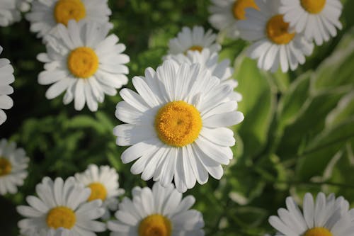 Daisies in Garden