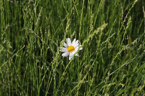 Gratis Foto stok gratis berkembang, bunga, flora Foto Stok