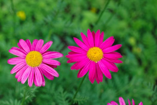 Pink Flowers on Close-up Photography