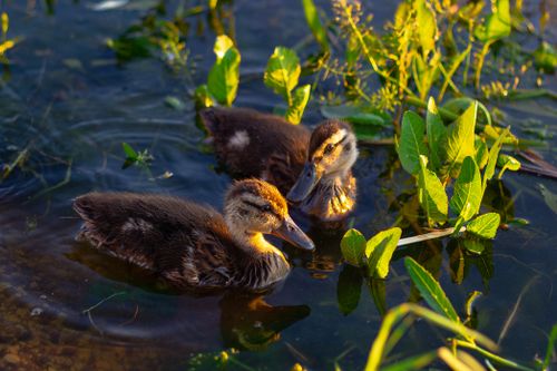 Free Close-up of two adorable ducklings swimming among sunlit leaves in a pond. Stock Photo