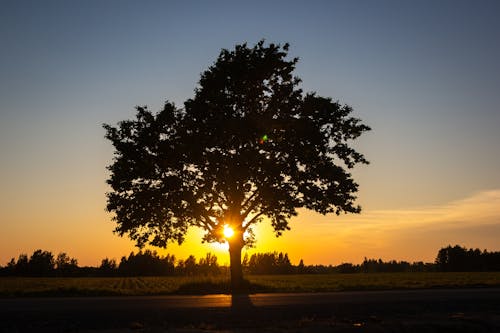 Silhouette of a Tree during Golden Hour