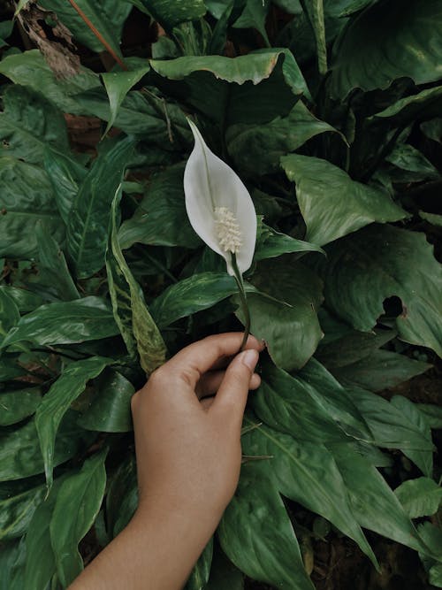 Free Hand Holding a Peace Lily Flower Stock Photo