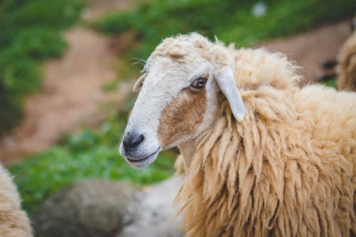 Photography Of Sheep