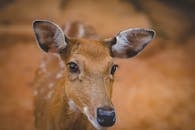 这张斑点鹿的亲密特写，捕捉了其自然栖息地的细节特征