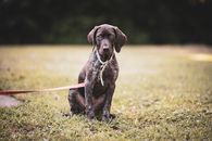 Brown Short Coated Dog Sitting on Green Grass