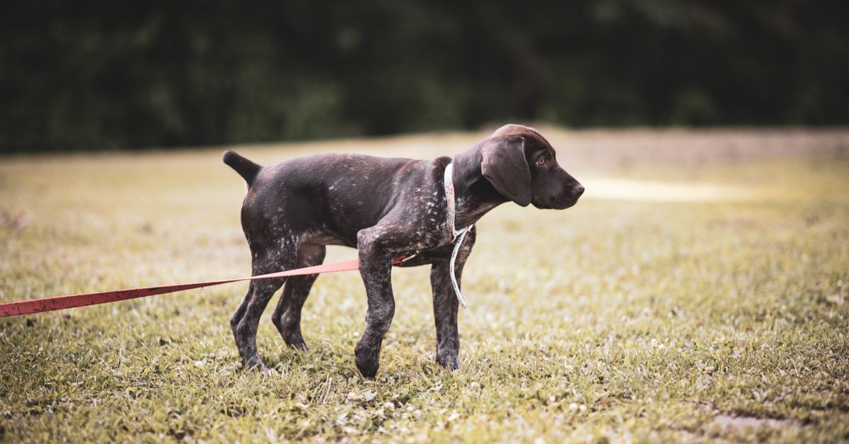 Best Practices for Puppy Socialization