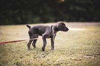 Brown Short Coated Dog on Green Grass Field