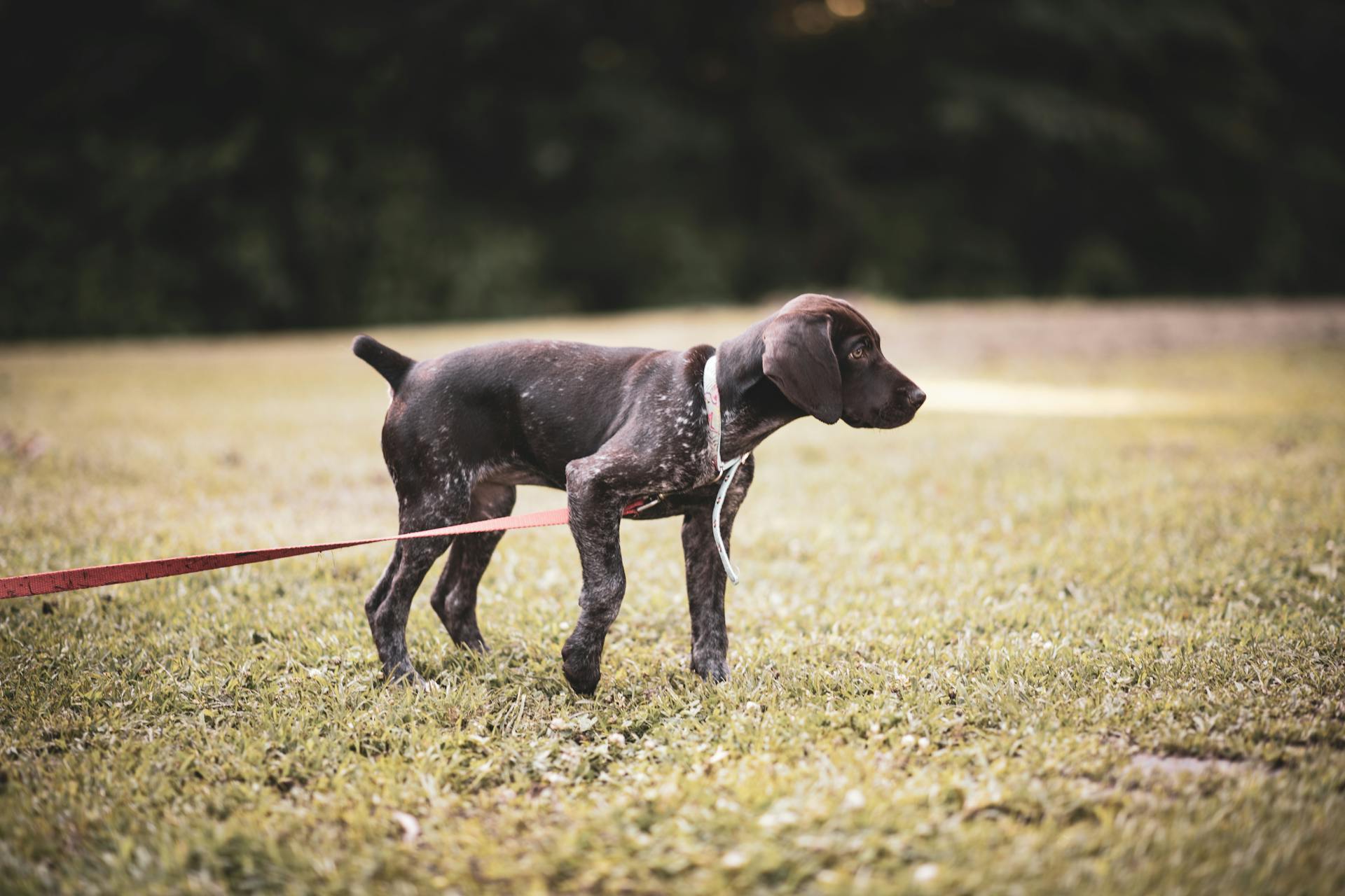 A Puppy on a Leash