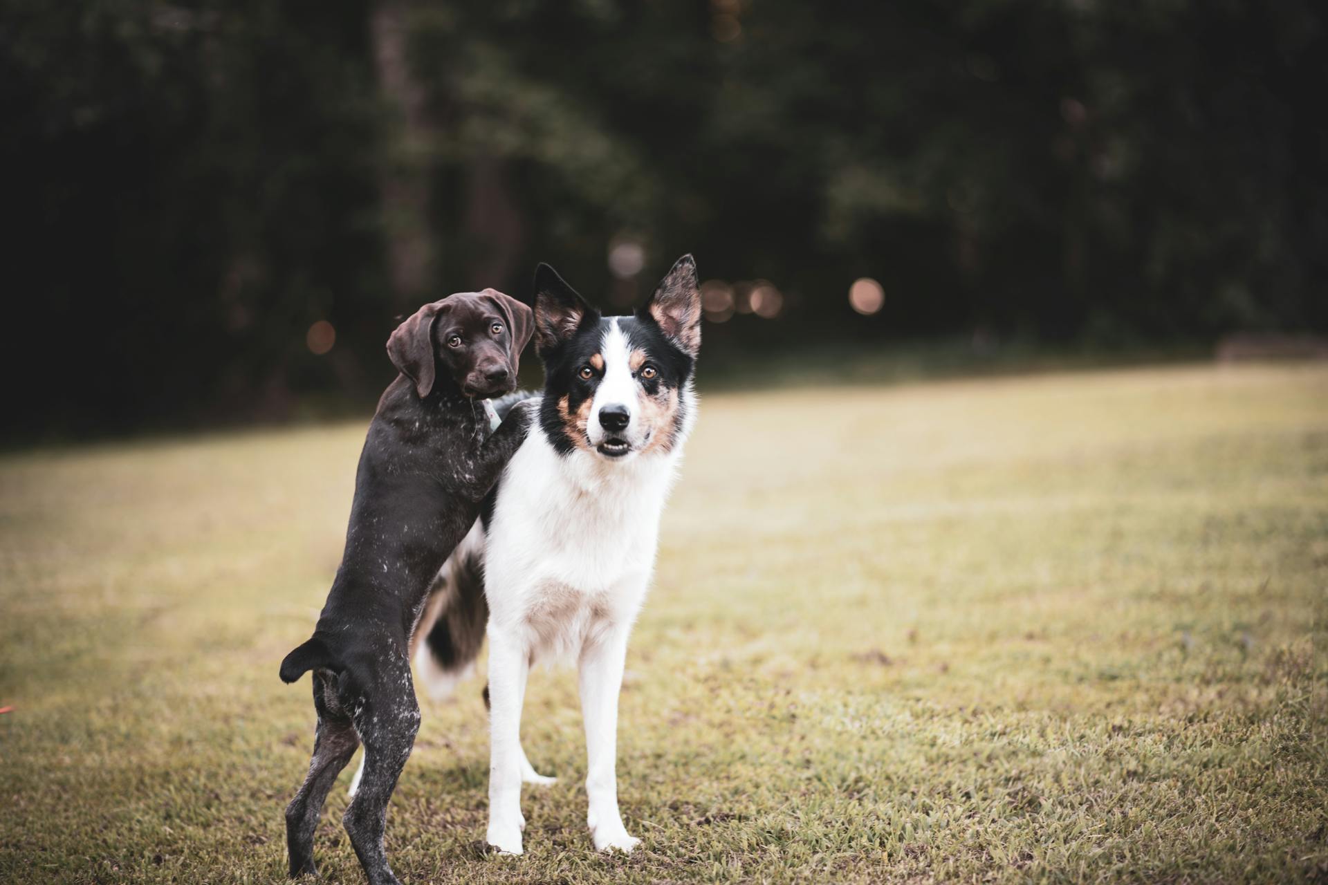 Two Dogs on a Grass Field