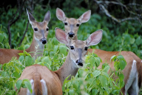 Close up of Deer