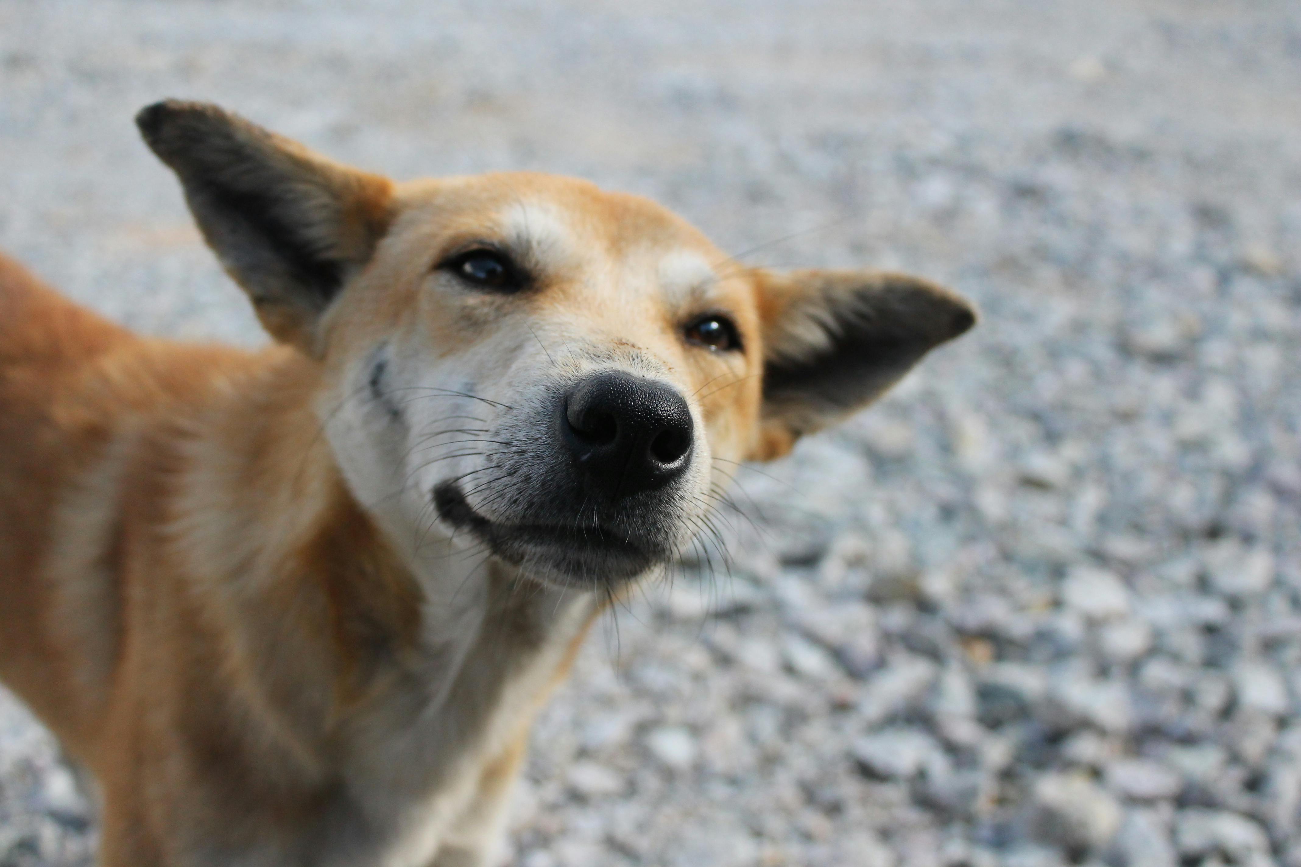 Foto Stok Gratis Tentang Anjing Anjing Liar Anjing Tersenyum