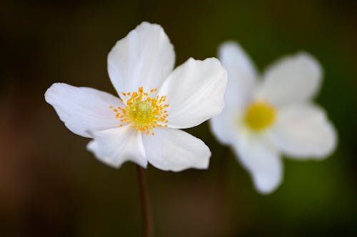 Snowdrop Anemone Flower in Close-up Photography