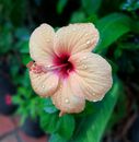 A Pink Hibiscus  with Water Droplets in Bloom