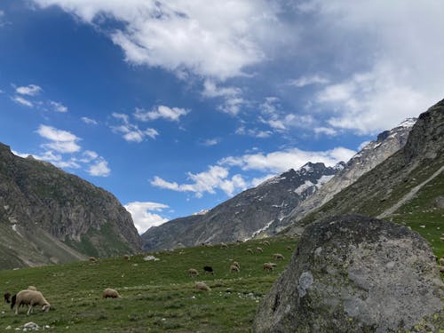 бесплатная Бесплатное стоковое фото с горы, домашний скот, животные Стоковое фото