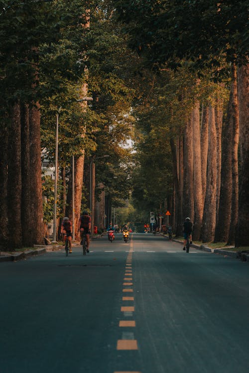 Free People Riding Bikes on Road Between Trees Stock Photo
