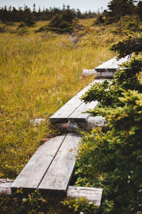 Free A scenic wooden pathway meandering through a vibrant grassy meadow. Stock Photo