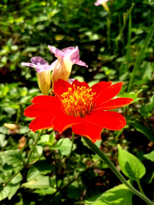 Free stock photo of flower background Stock Photo