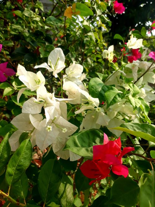 Free stock photo of flower background Stock Photo