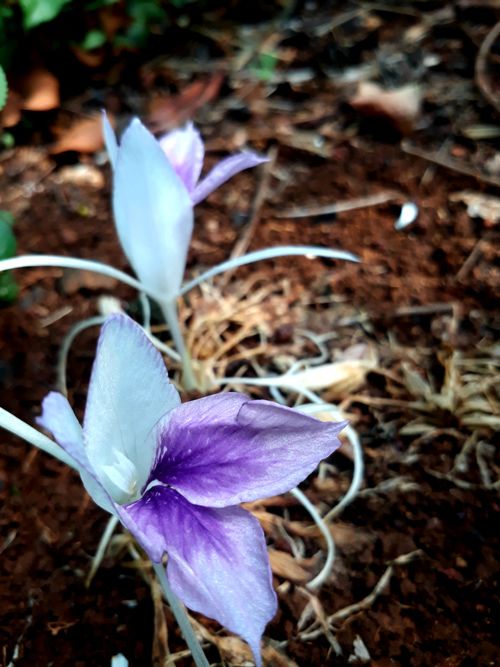 Free stock photo of flower background Stock Photo