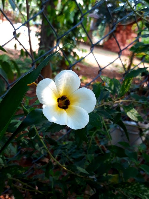 Free stock photo of flower background Stock Photo