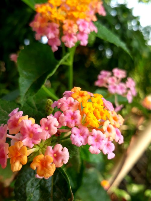 Free stock photo of flower background Stock Photo