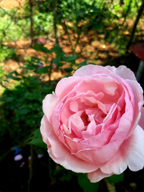 Free stock photo of flower background Stock Photo