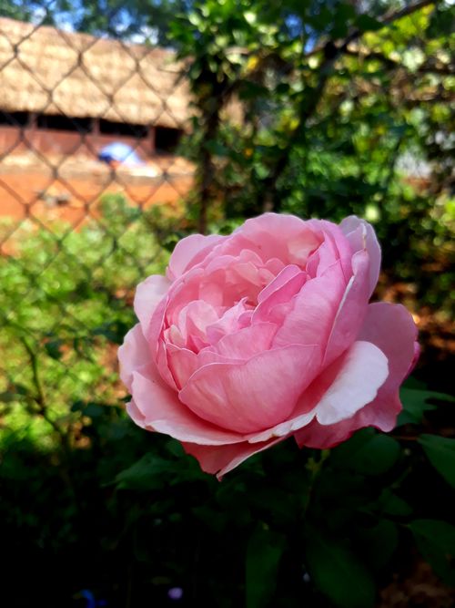 Free stock photo of flower background Stock Photo