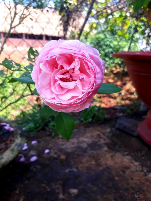 Free stock photo of flower background Stock Photo