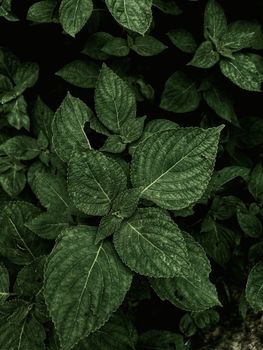 Vibrant green leaves in a close-up shot, showcasing natural patterns and textures.