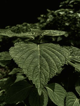 fresh sage image 3