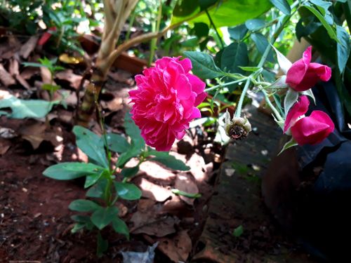 Free stock photo of flower background Stock Photo