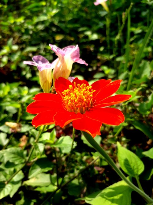 Free stock photo of flower background Stock Photo